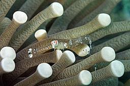 Commensal shrimp