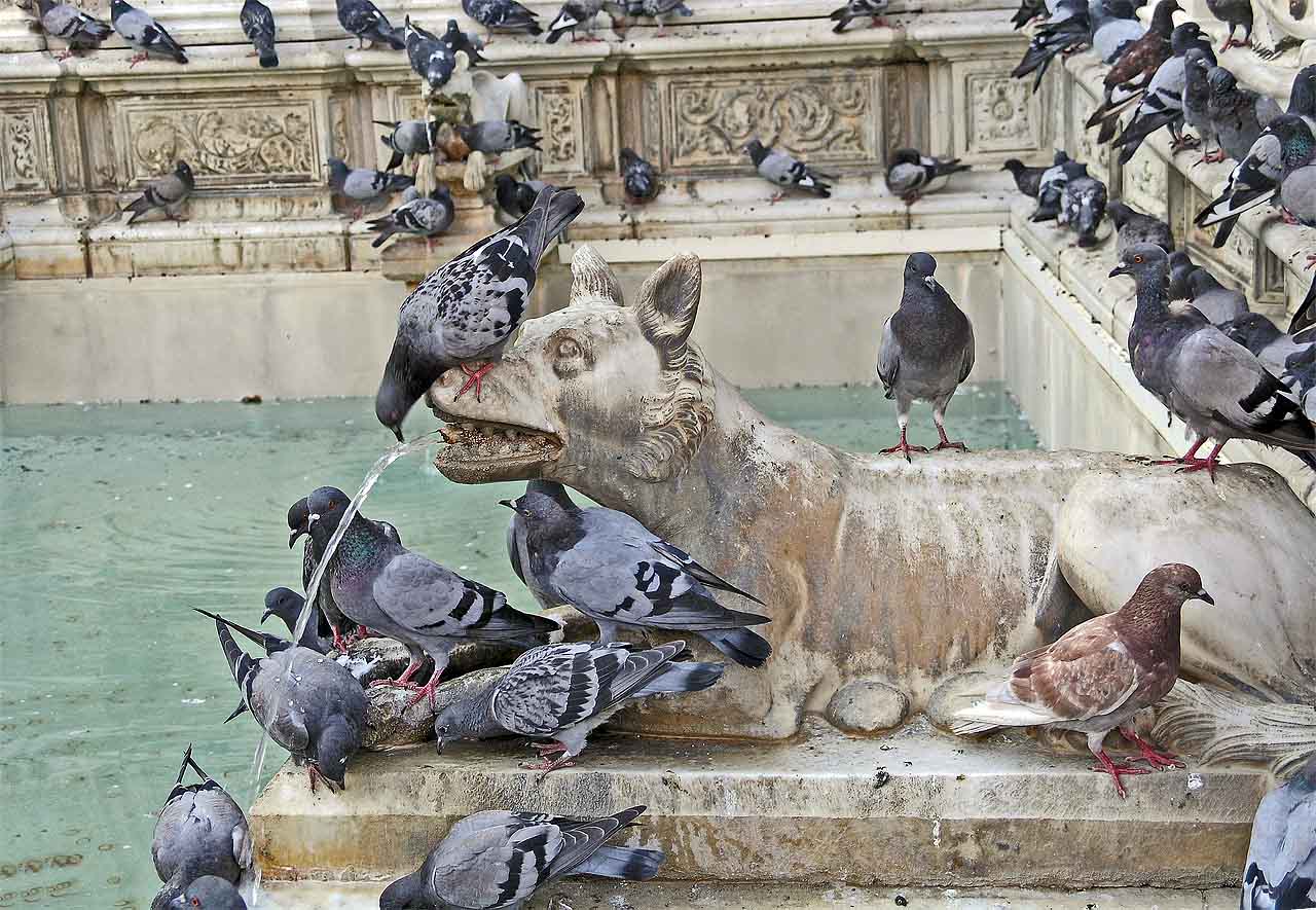 Pigeon stands on head to drink from spewing dog - Only in Siena! Pigeon stands on head to drink from spewing dog - Only in Siena!