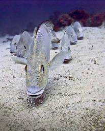 Silver Sweetlips (Diagramma pictum)