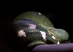 DON’T wake up the snake!