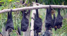 The Spectacled Flying Fox