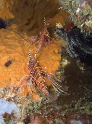 Spotfin lionfish