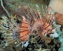 Spotfin Lionfish on the Henry Leith