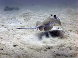 Blue Spotted Stingray fleeing again