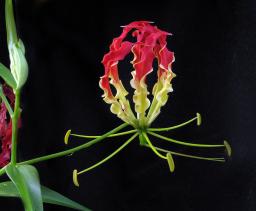 The Pan-Galactic Gargleblaster flower