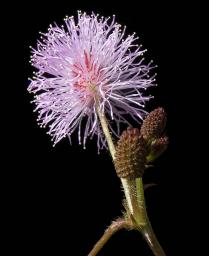 The Tickle Me Plant - Blossom