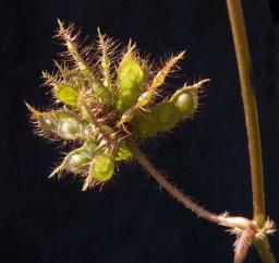 Tickle Me seeds - Don’t get them on your clothes