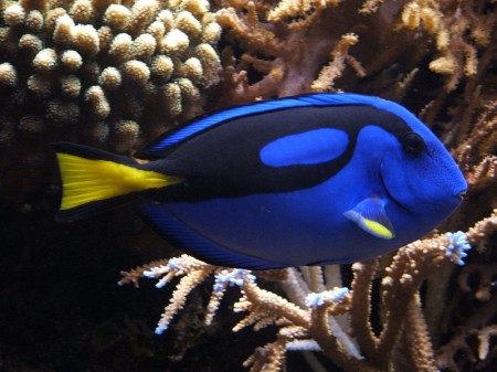 The Pacific Blue Tang (Paracanthurus hepatus) The Pacific Blue Tang (Paracanthurus hepatus)