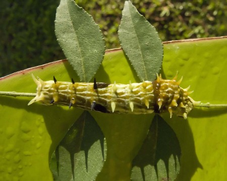 Caterpillar on Curry Tree branch