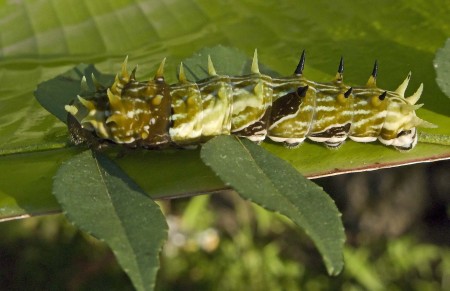 Hungry caterpillar Hungry caterpillar