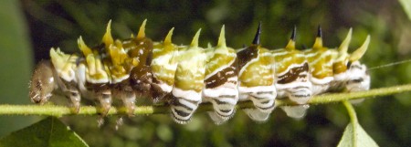 Caterpillar on a mission Caterpillar on a mission