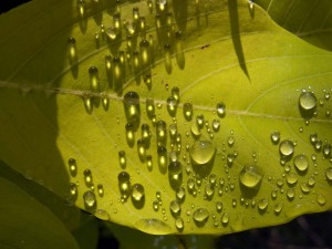 Tiny water drops playing like lenses Tiny water drops playing like lenses