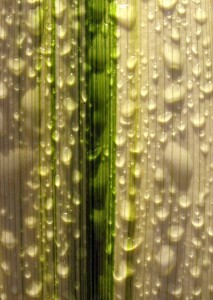 Water drops on a pandanus leaf Water drops on a pandanus leaf