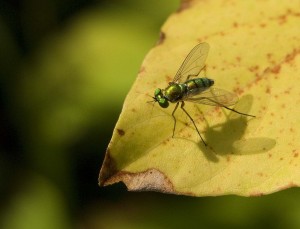 Handsome little green fly Handsome little green fly