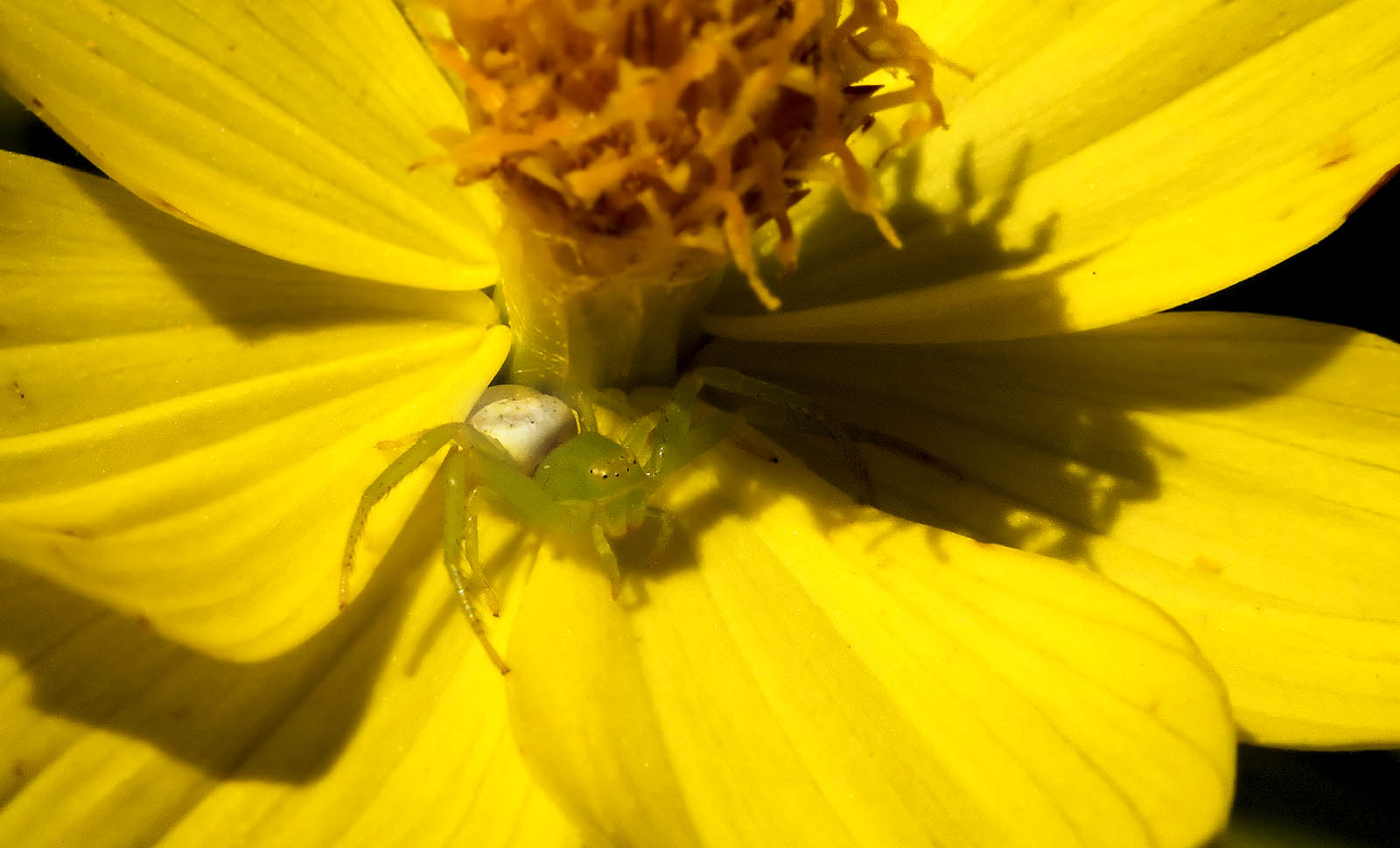 Green spider laying in wait