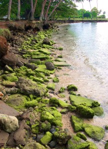Mossy rocks along the shorline of Astrolabe Bay - Madang, Papua New Guinea