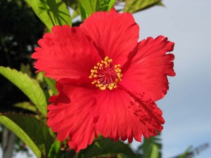 Mind-blowing hibiscus Mind-blowing hibiscus