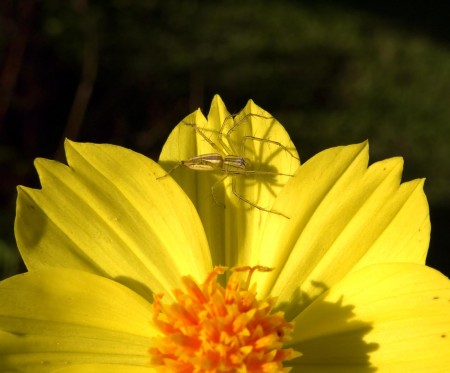 A spindly spider A spindly spider