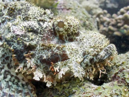 Head detail of a Tassled scorpionfish