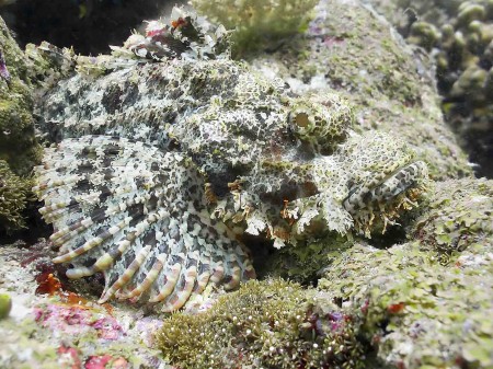 Closeup of a Tassled scorpionfish
