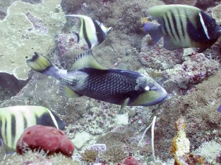 Titan Triggerfish (Balistoides viridescens) swimming between two Six-Banded Angelfish