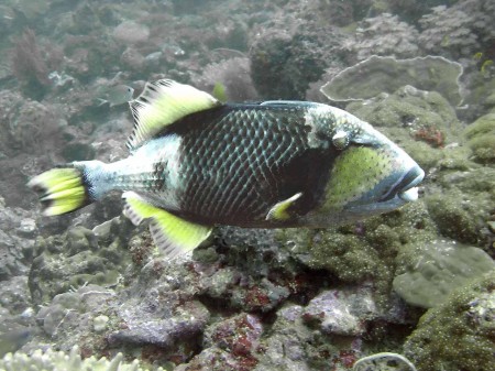 The Titan Triggerfish - Balistoides viridescens