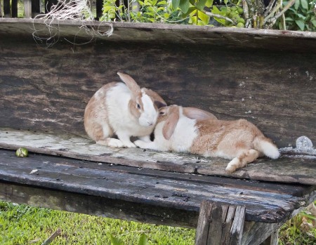 Two bunnies in a canoe