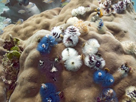 Christmas Tree Worms (Spirobranchus giganteus)