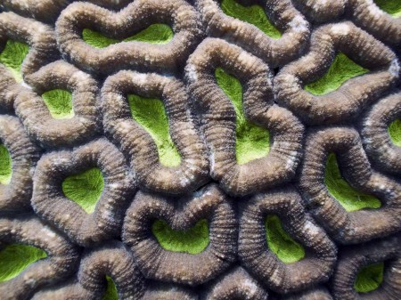 Coral (Favites sp.)