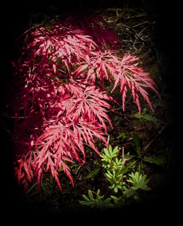 Red leaves at the Royal Ontario Botanical Garden