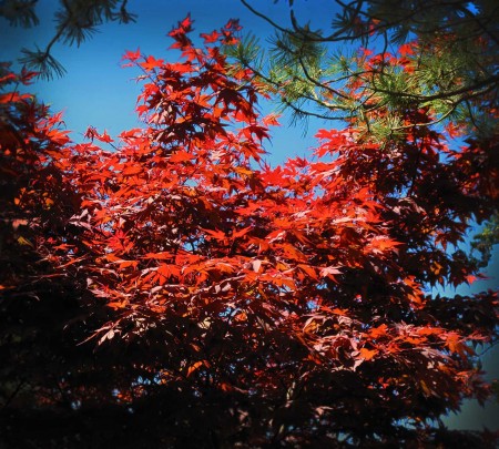 Red leaves at the Royal Ontario Botanical Garden