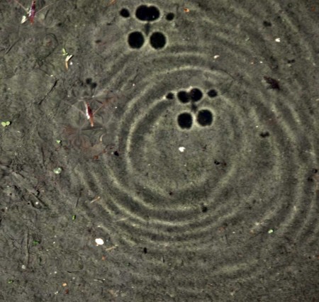 Water striders and their shadows