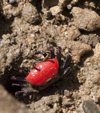 Little red crab