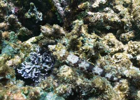 Reef Lizardfish (Synodus variegatus)