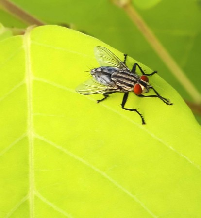 Red eyed fly