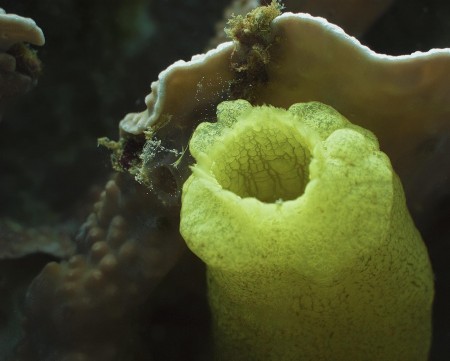 Sea Squirt (Phallusia julinea)