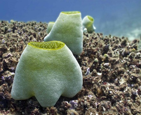 Sea Squirts (Didemnum molle)