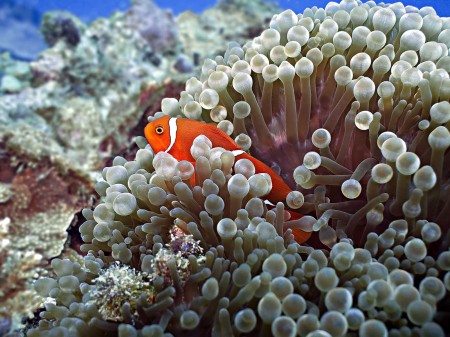 Spinecheek anemonefish (Premnas biaculeatus)