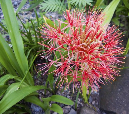 Strange red flower that appeared from nowhere