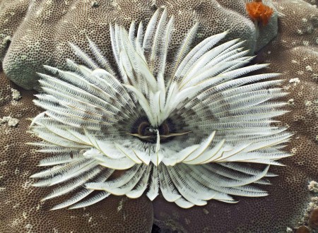 Tubeworm (Sabellastarte sanctijosephi)