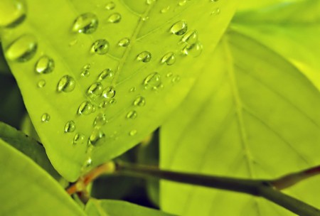Water drops underneath a leaf