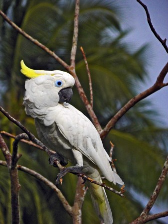 Wili the Cockatoo