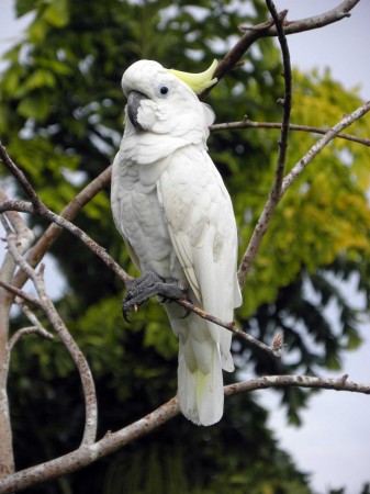 Wili the Cockatoo