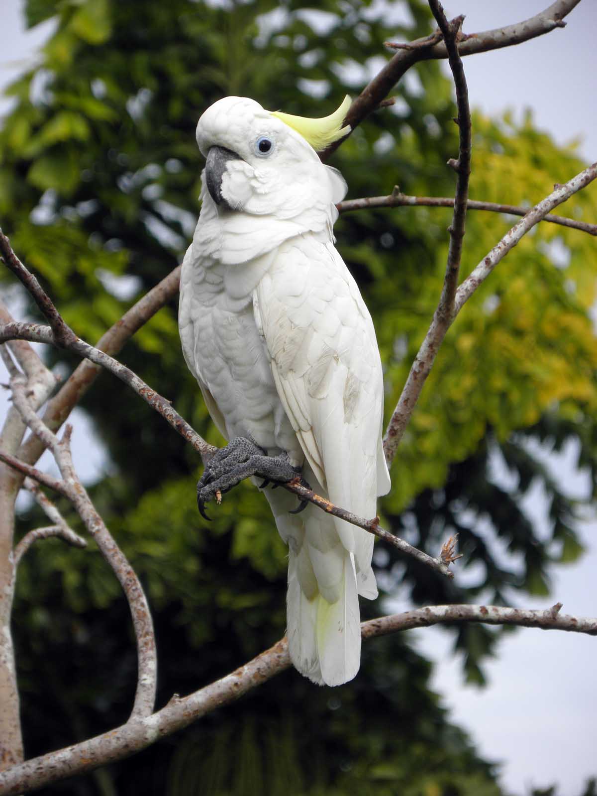 Angry Cockatoo