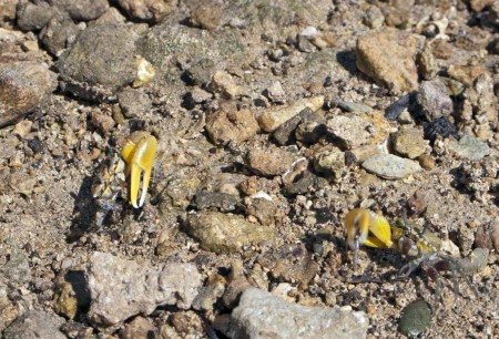 Yellow clawed crabs