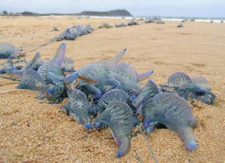 Blue Bottle Jellyfish on an Australian beach - filched from National Geographic