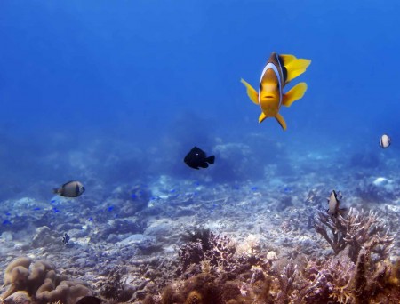 Curious Anemonefish