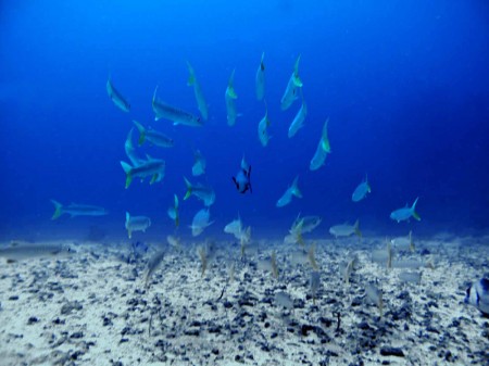 Barracuda at Magic Passage