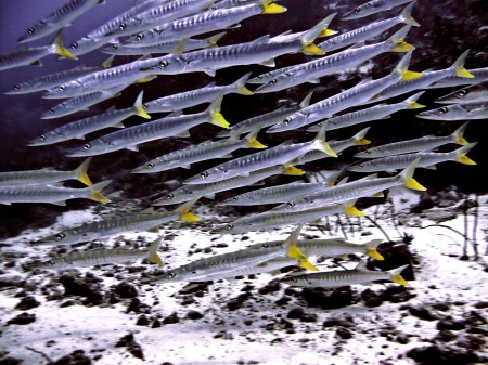 The barracuda avoiding me