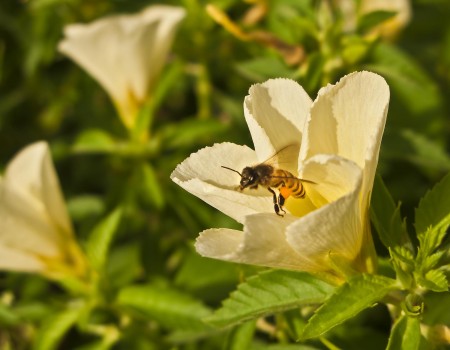 A bee leaving a hibiscus flower